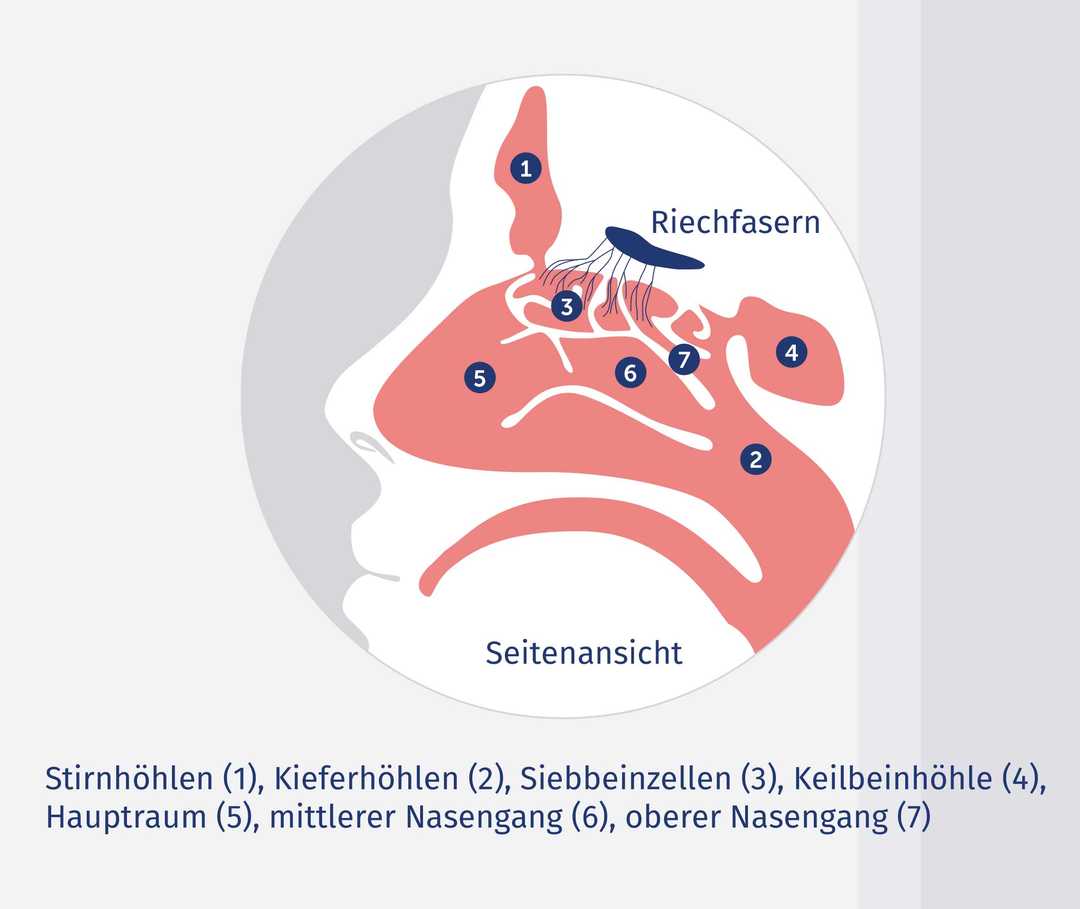 Was sind Nasenpolypen Grafik Aufbau der Nase Seitenansicht Schematische Darstellung des Aufbaus der menschlichen Nase in der Seitenansicht.