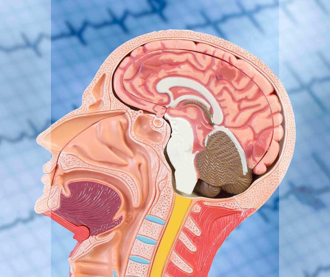 Ein Abbild eines menschlichen Kopfes